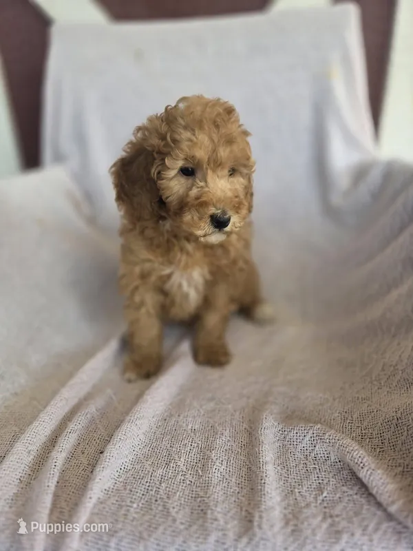 Penny, a female Miniature Goldendoodle for sale in Bealeton, VA – Photo 1 of 1