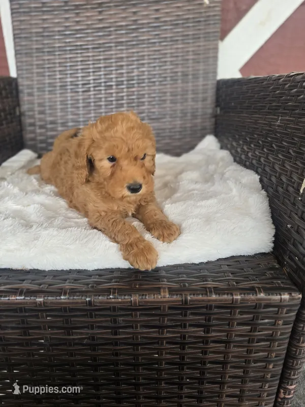 Mufassa – Miniature Goldendoodle puppy for sale in Bealeton, VA