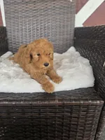 Mufassa, a male Miniature Goldendoodle for sale in Bealeton, VA – 1 of 1