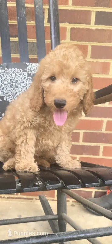 Banjo – Miniature Goldendoodle puppy for sale in Bealeton, VA