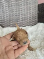 Que, a male Miniature Goldendoodle for sale in Bealeton, VA – 1 of 2