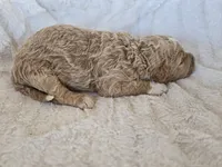 Bandit, a male Labradoodle for sale in Bealeton, VA – 3 of 3