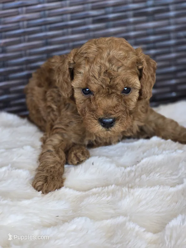 Que – Miniature Goldendoodle puppy for sale in Bealeton, VA