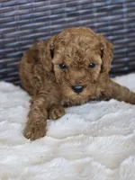 Que, a male Miniature Goldendoodle for sale in Bealeton, VA – 2 of 2