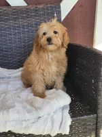 Simon, a male Miniature Goldendoodle for sale in Bealeton, VA – 2 of 2