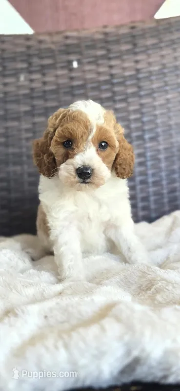 Dolly – Miniature Goldendoodle puppy for sale in Bealeton, VA