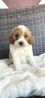 Dolly, a female Miniature Goldendoodle for sale in Bealeton, VA – 1 of 1