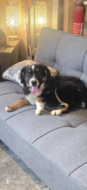 Milo – Miniature American Shepherd puppy for sale in Bealeton, VA