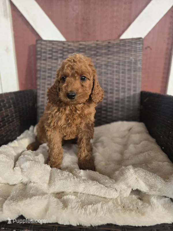 Archie – Miniature Goldendoodle puppy for sale in Bealeton, VA