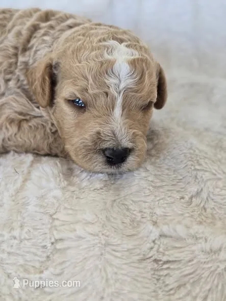 Bandit – Labradoodle puppy for sale in Bealeton, VA