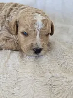 Bandit, a male Labradoodle for sale in Bealeton, VA – 1 of 3
