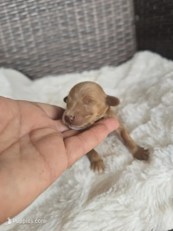 Tiny Tim – Miniature Goldendoodle puppy for sale in Bealeton, VA