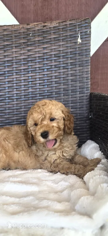 Sarge – Miniature Goldendoodle puppy for sale in Bealeton, VA