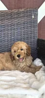 Sarge, a male Miniature Goldendoodle for sale in Bealeton, VA – 1 of 1