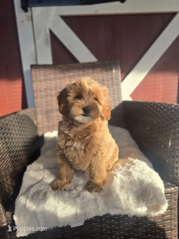 Frosty – Miniature Goldendoodle puppy for sale in Bealeton, VA