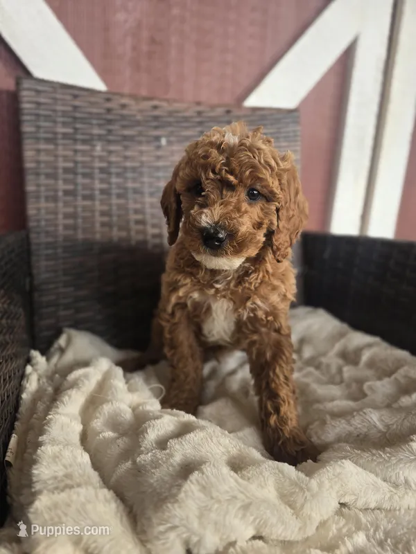 Kirby – Miniature Goldendoodle puppy for sale in Bealeton, VA