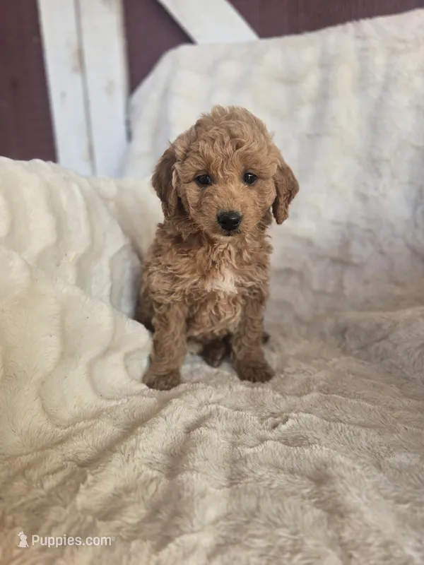 Kirby – Miniature Goldendoodle puppy for sale in Bealeton, VA