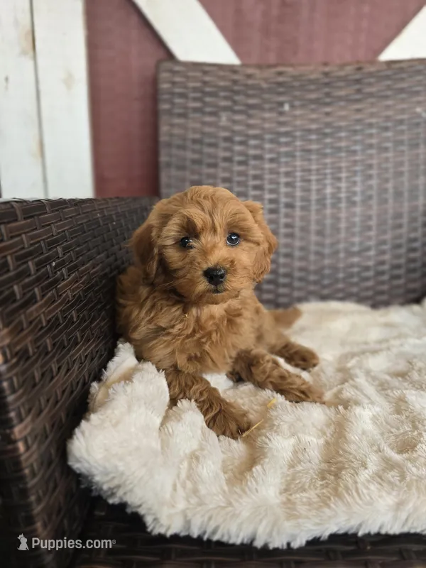 Tulip – Miniature Goldendoodle puppy for sale in Bealeton, VA