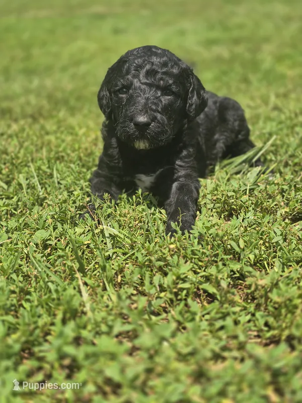 Raven – Labradoodle puppy for sale in Bealeton, VA