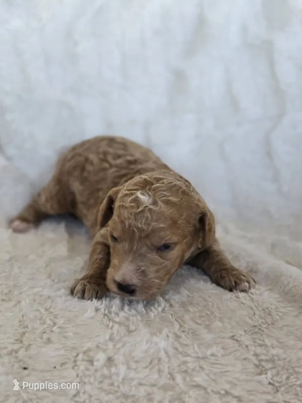 Biscuit – Labradoodle puppy for sale in Bealeton, VA