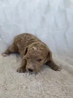 Biscuit, a male Labradoodle for sale in Bealeton, VA – 1 of 3