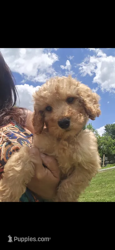 Lenny – Miniature Goldendoodle puppy for sale in Bealeton, VA