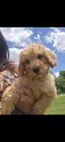 Lenny, a male Miniature Goldendoodle for sale in Bealeton, VA – 1 of 2