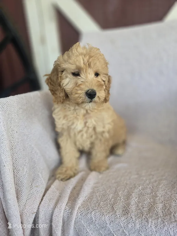 Barbje, a female Miniature Goldendoodle for sale in Bealeton, VA – Photo 1 of 1