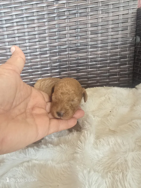 Harley – Miniature Goldendoodle puppy for sale in Bealeton, VA