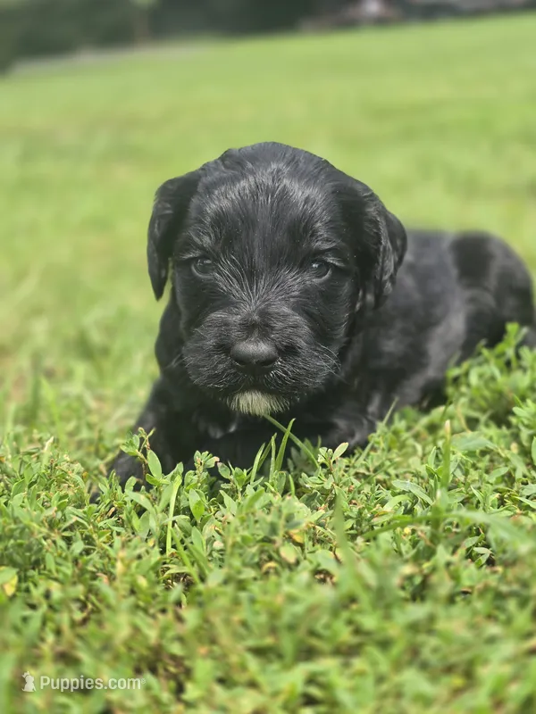 Tux – Labradoodle puppy for sale in Bealeton, VA