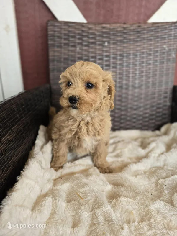 Daisy – Miniature Goldendoodle puppy for sale in Bealeton, VA