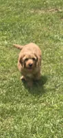 Mufassa , a male Miniature Goldendoodle for sale in Bealeton, VA – 3 of 5