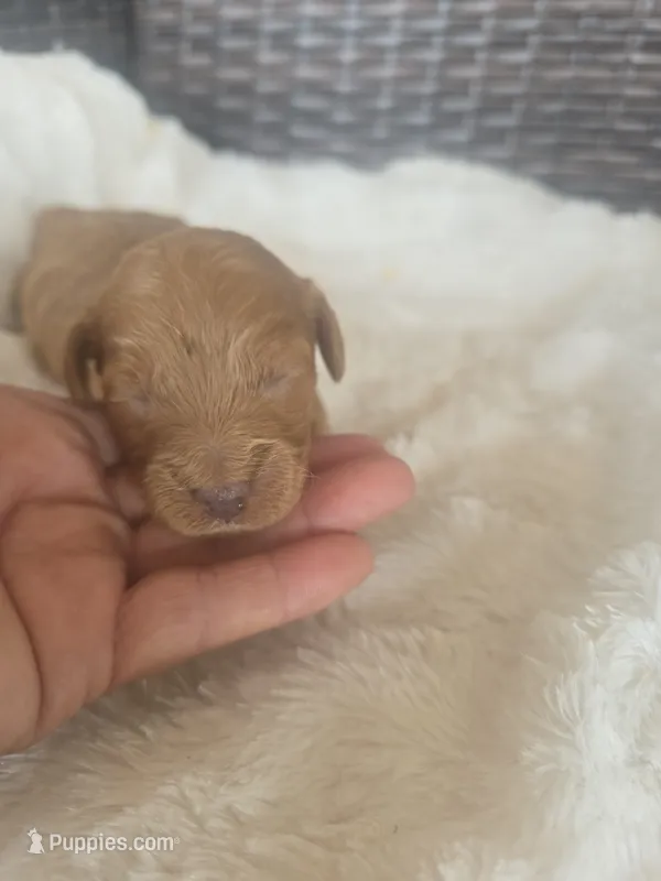 Lucy – Miniature Goldendoodle puppy for sale in Bealeton, VA