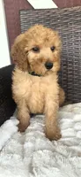 Lenny, a male Miniature Goldendoodle for sale in Bealeton, VA – 2 of 2