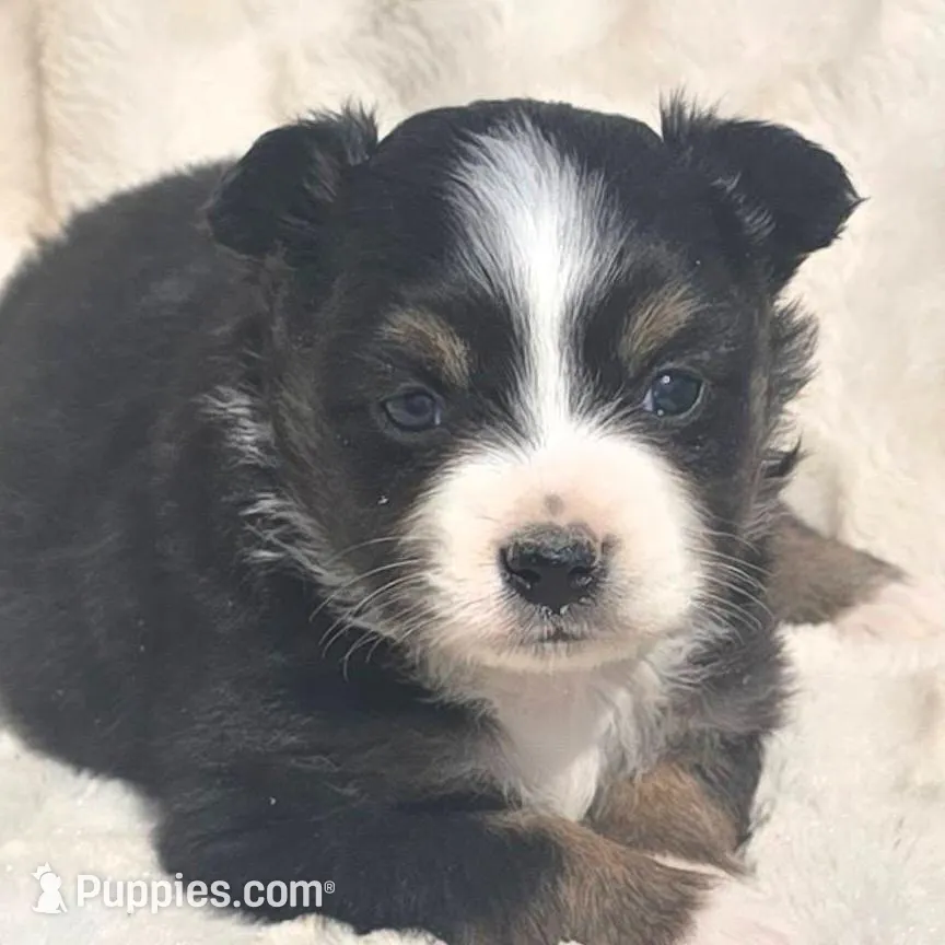 Franchesca, a female Miniature American Shepherd for sale in Bealeton, VA – Photo 1 of 1
