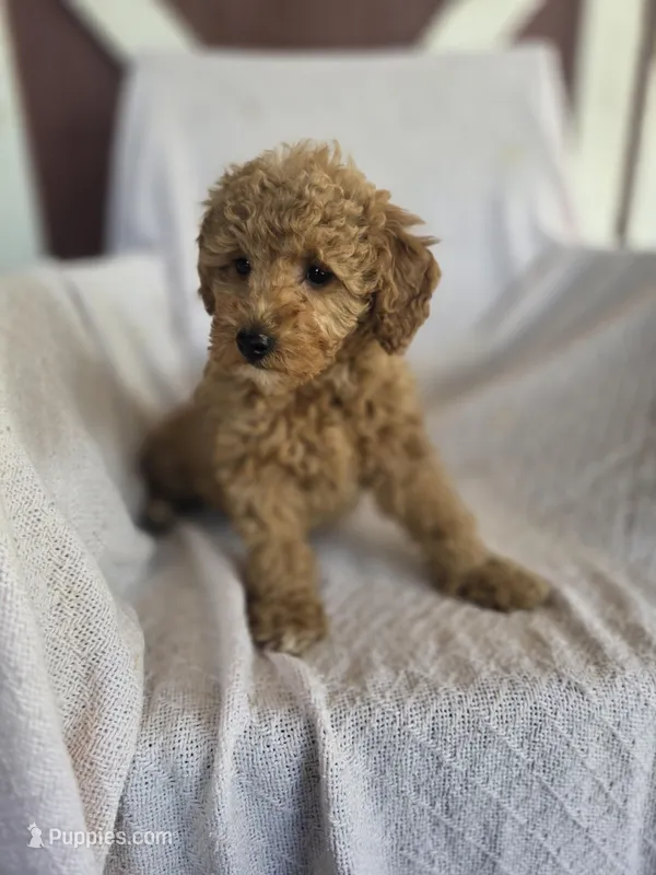 Lucy, a female Miniature Goldendoodle for sale in Bealeton, VA – Photo 1 of 1