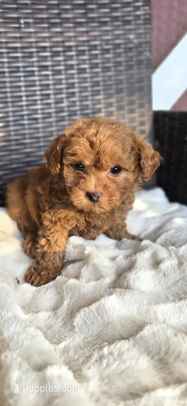 Bingo , a male Miniature Goldendoodle for sale in Bealeton, VA – Photo 1 of 1
