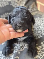 Raven, a female Labradoodle for sale in Bealeton, VA – 1 of 1