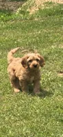 Mufassa , a male Miniature Goldendoodle for sale in Bealeton, VA – 4 of 5