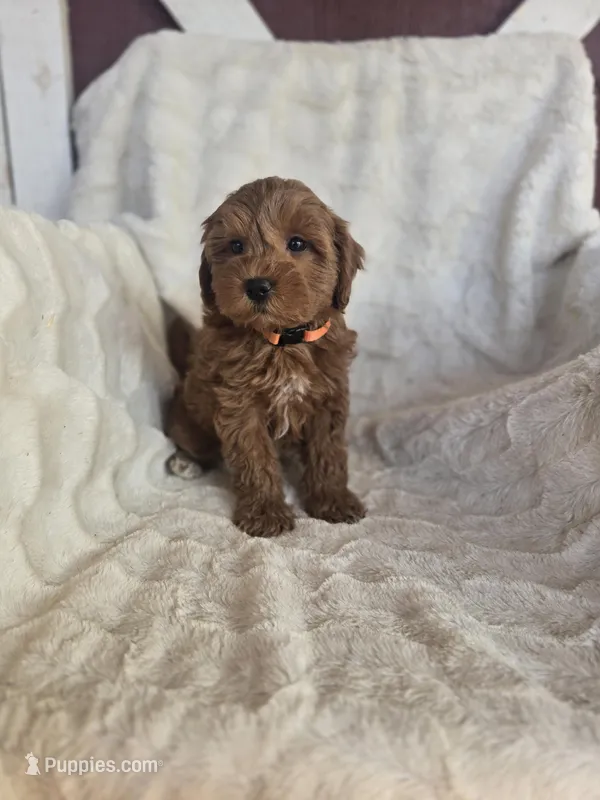 Hannah – Miniature Goldendoodle puppy for sale in Bealeton, VA