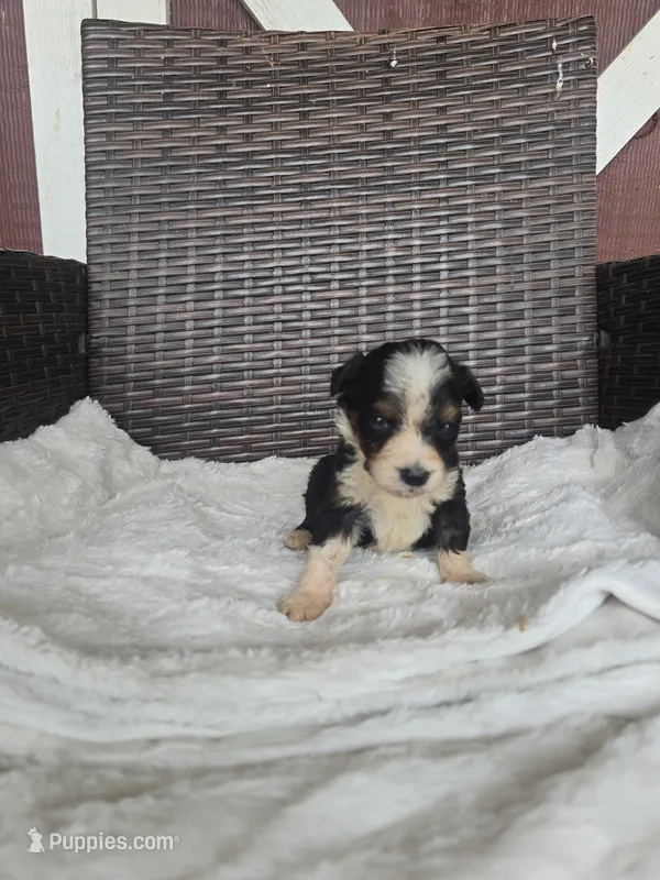 Tripp – Miniature Aussiedoodle puppy for sale in Bealeton, VA