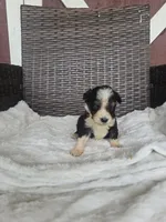 Tripp, a male Miniature Aussiedoodle for sale in Bealeton, VA – 1 of 1