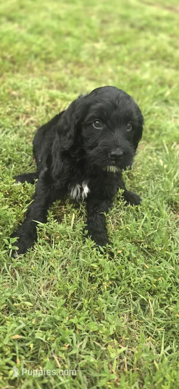 Ace – Labradoodle puppy for sale in Bealeton, VA