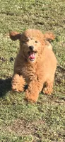 Clifford, a male Goldendoodle and Miniature Goldendoodle for sale in Bealeton, VA – 3 of 3