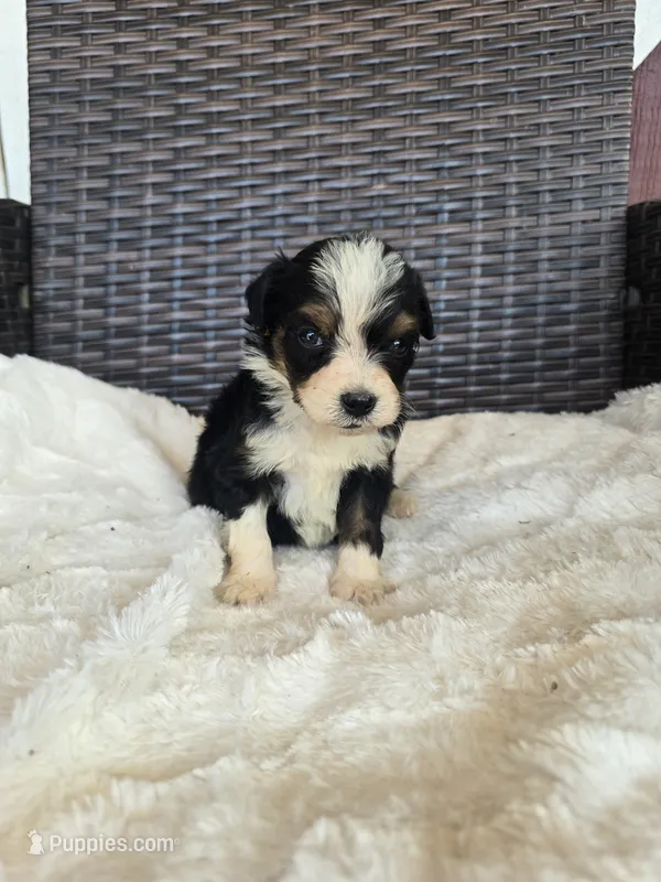 Tripp – Miniature Aussiedoodle puppy for sale in Bealeton, VA