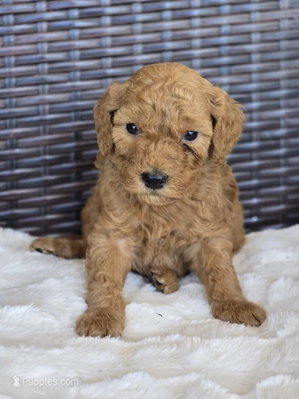 Harley – Miniature Goldendoodle puppy for sale in Bealeton, VA