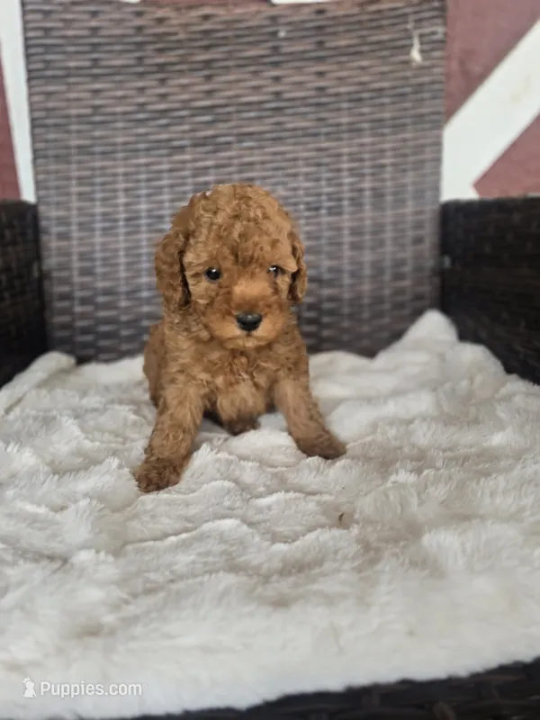 Que – Miniature Goldendoodle puppy for sale in Bealeton, VA