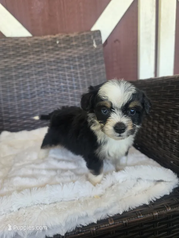 Sapphire – Miniature Aussiedoodle puppy for sale in Bealeton, VA