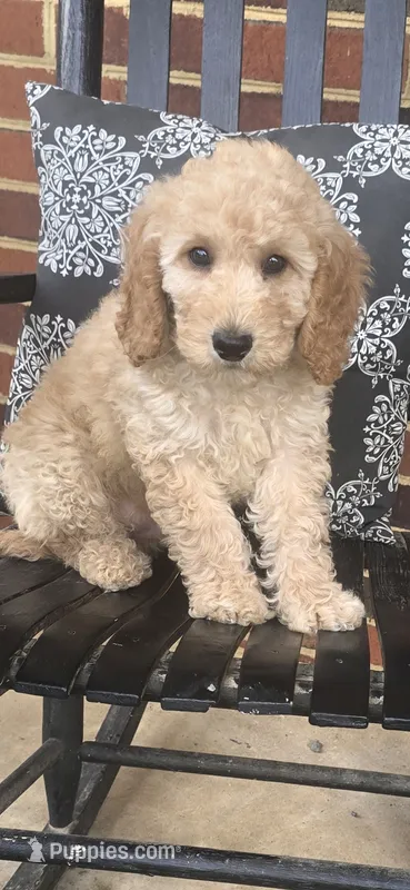 Barney – Miniature Goldendoodle puppy for sale in Bealeton, VA