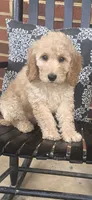 Barney, a male Miniature Goldendoodle for sale in Bealeton, VA – 1 of 1